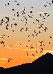 Bat Outflight at the Orient Mine - John Lorenz