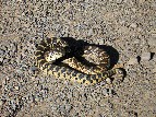 Bull Snake in the Road - Jerry Kaiser