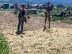 Volunteer tending to the Everson Ranch - Sabine Borchers